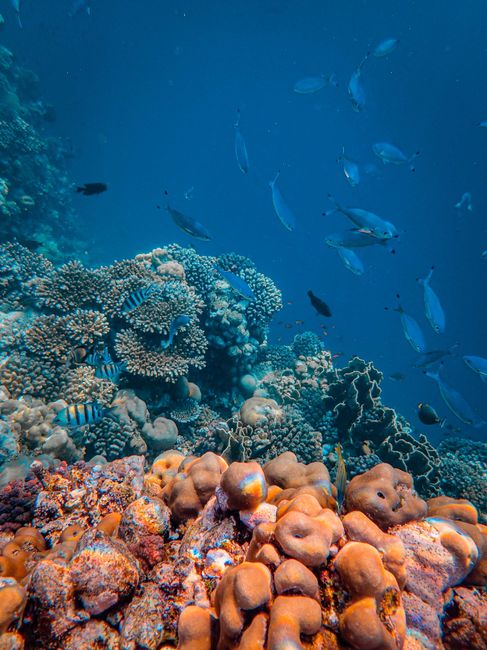 Colorful coral reef teeming with fish in vibrant underwater scene.