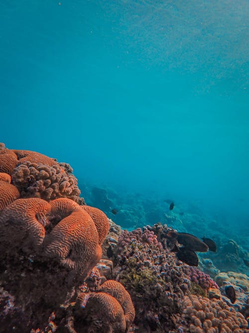 Imagine de stoc gratuită din coral, fotografiere verticală, fundul mării