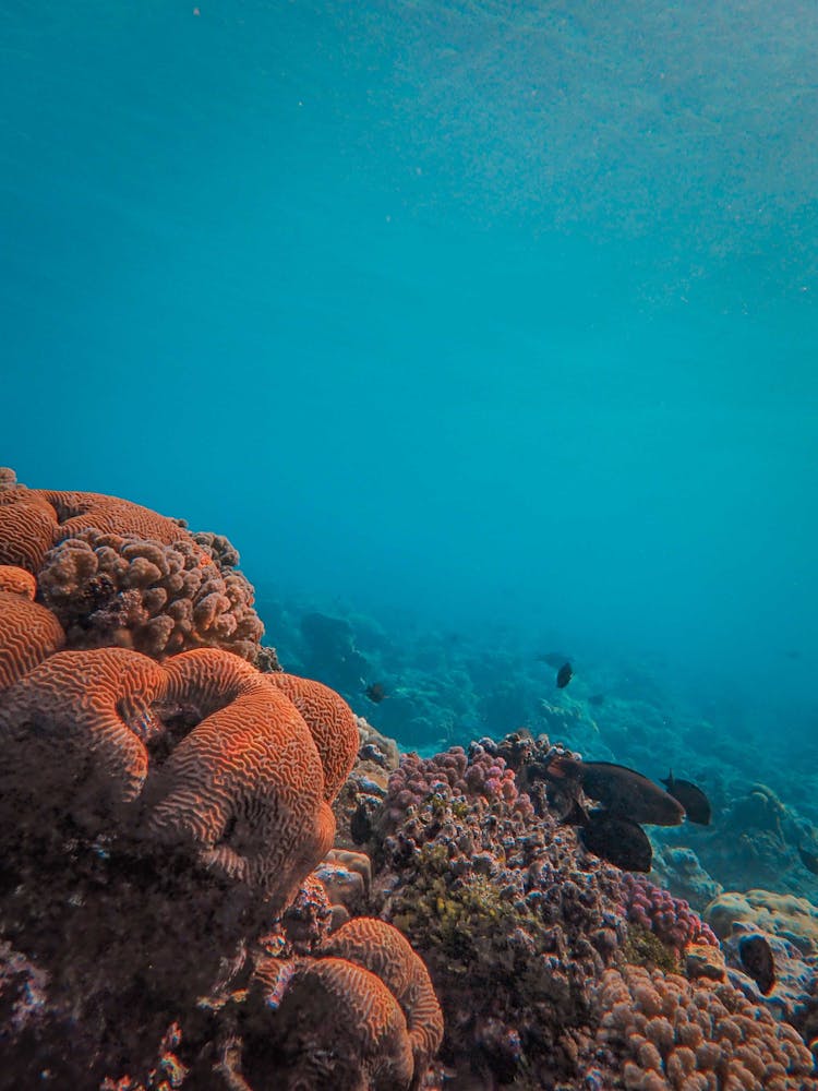 Coral Reef On Seabed