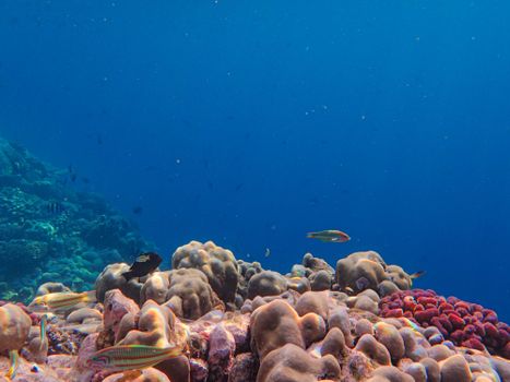 Stunning underwater scene of coral reef with wrasse and diverse marine life in crystal clear blue ocean.