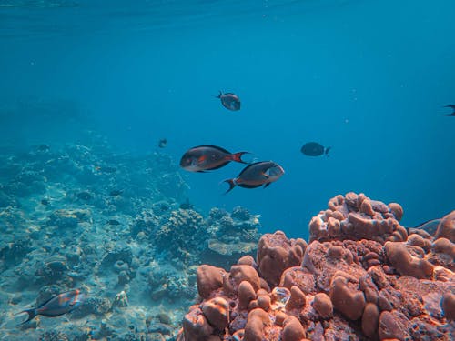 Fish over Coral Reef in Sea