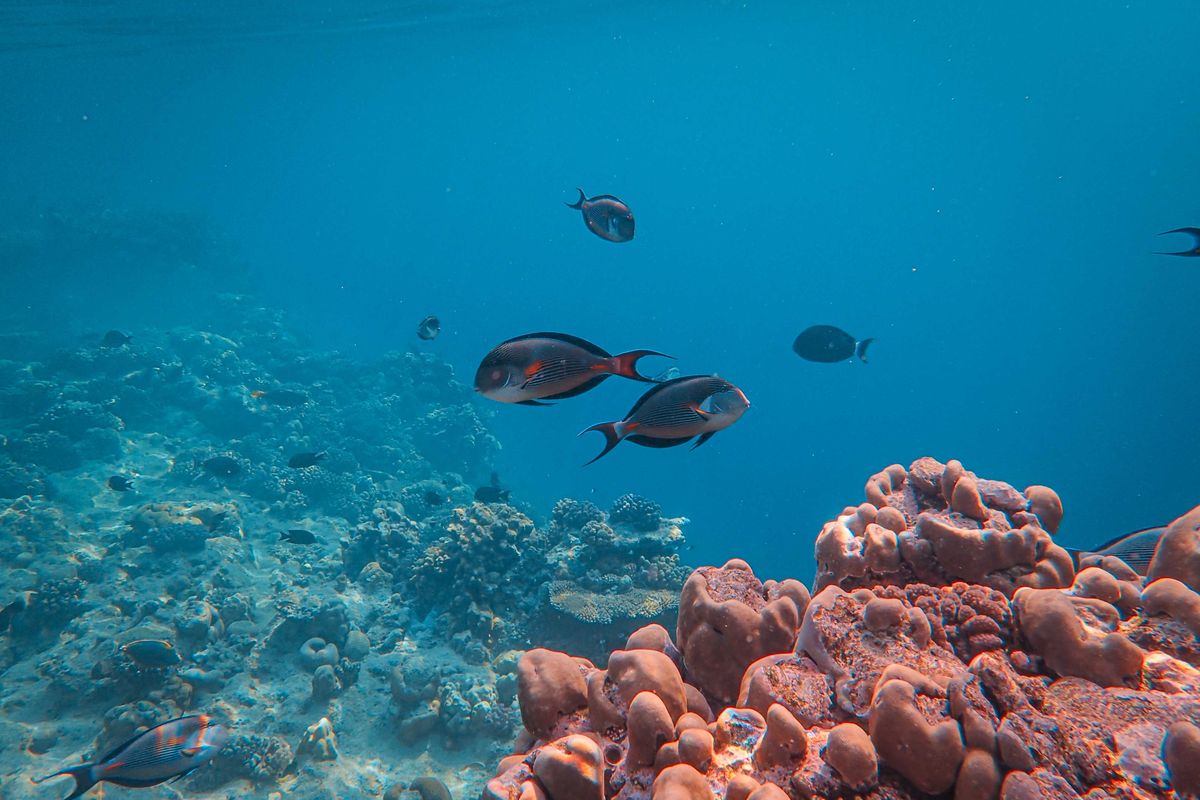 Peces nadando sobre un arrecife de coral
