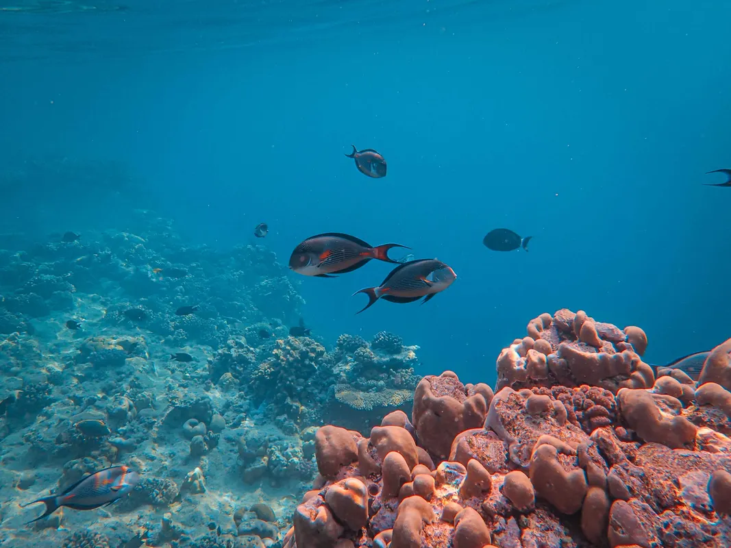 Tropical reef fish swimming over coral underwater