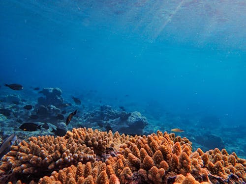 Coral Reef on Seabed