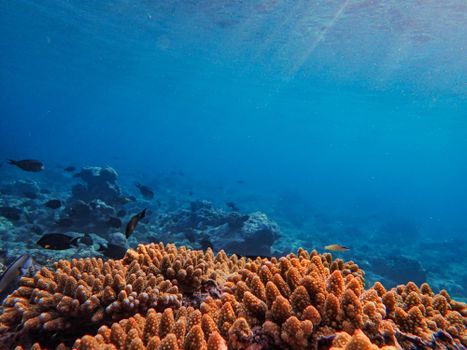 Explore the vibrant colors of underwater coral reefs and diverse marine life.