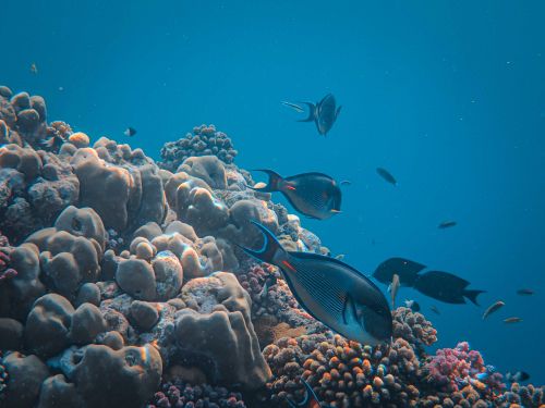 Free Bright coral reef scene teeming with colorful fish, showcasing underwater life. Stock Photo