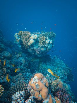 Underwater scene with colorful coral and fish in the vibrant clear blue ocean, perfect for marine exploration.