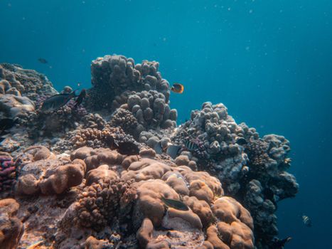 Colorful tropical fish swimming around a vibrant coral reef in the ocean.