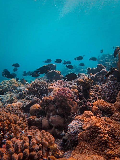 Shoal of Black Fish Just Above the Coral Reef