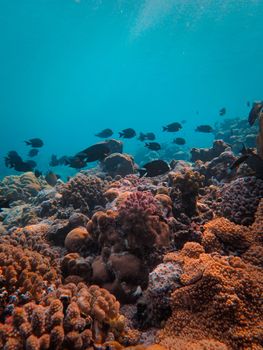 Colorful underwater coral reef scene with a variety of marine life and fish shoal.