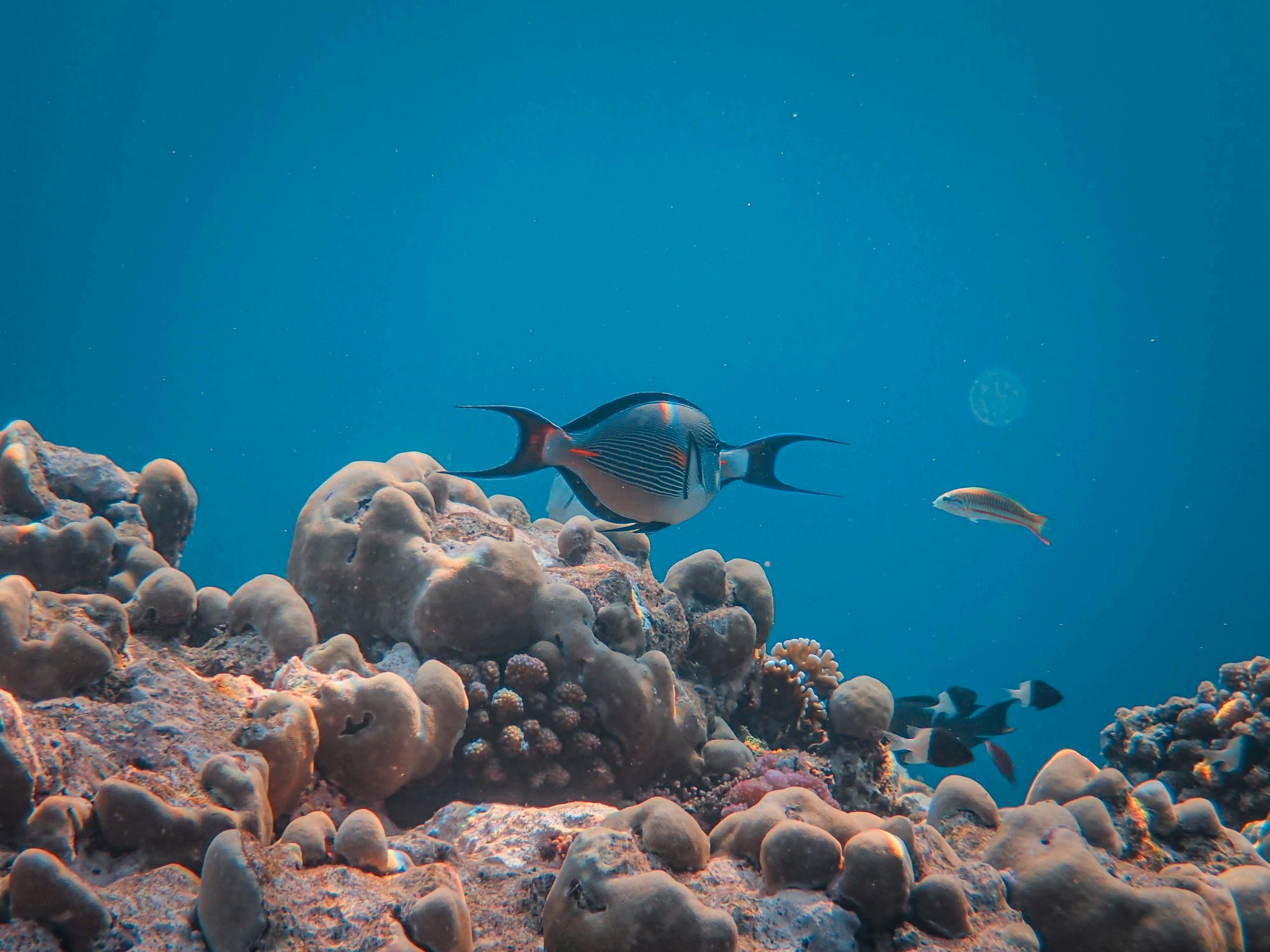 Unterwasserfotografie beim Schnorcheln – Blick auf Korallenriff und Fische
