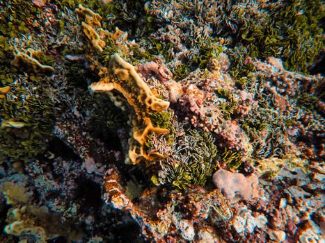 Close-up of a colorful coral reef showcasing diverse marine life under the sea.