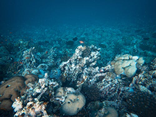Fish and Coral in Sea