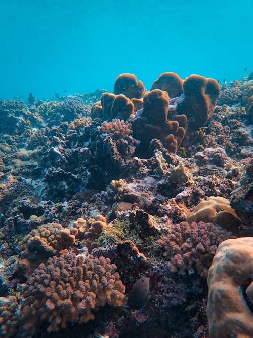 Gratis stockfoto met anemonen, dierenfotografie, koralen