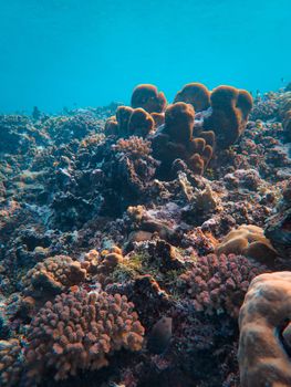 Stunning coral reef with diverse marine life under clear blue water.
