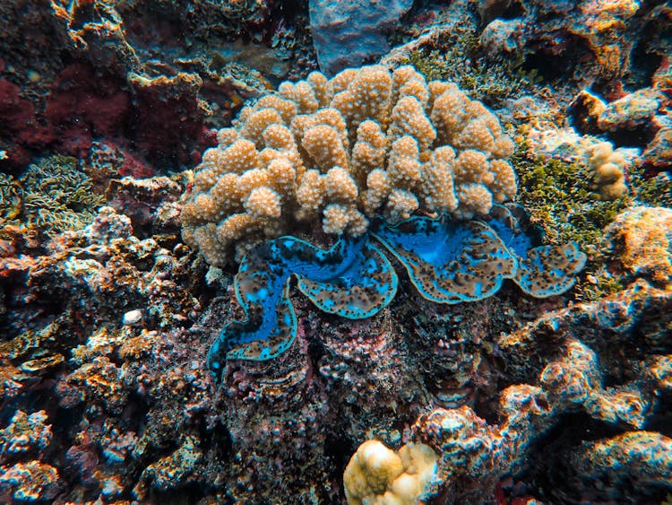 Coral Reef On Seabed