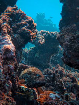 Colorful underwater view of a vibrant coral reef teeming with sea life.