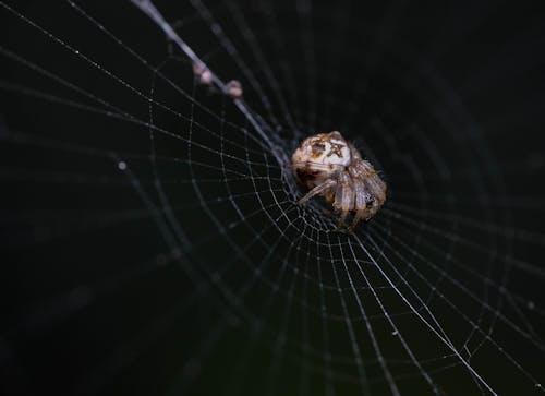 Spider in the Middle of the Cobweb