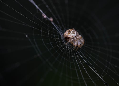 Fotos de stock gratuitas de arácnido, araña, artrópodos