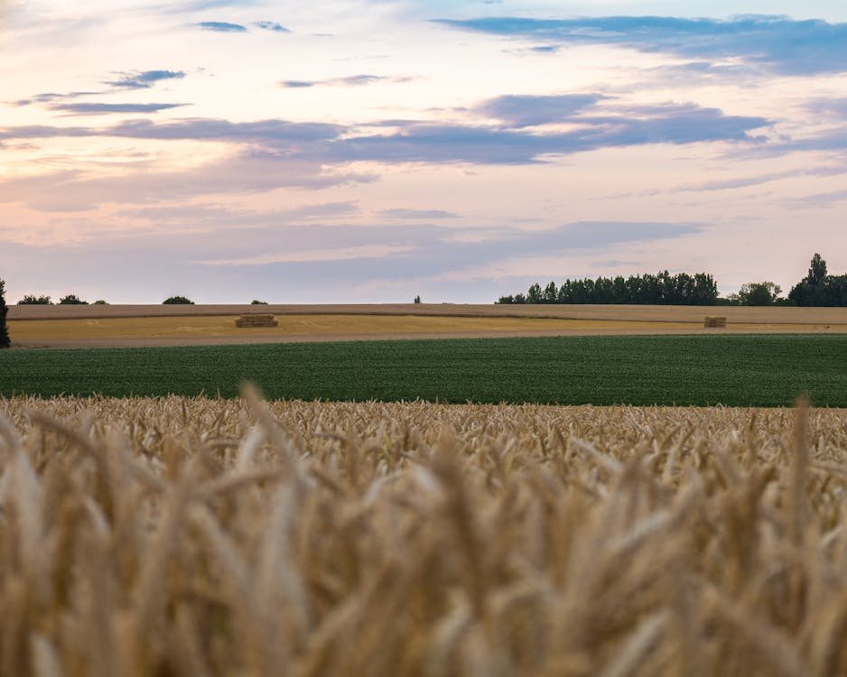 Fields at Sunset