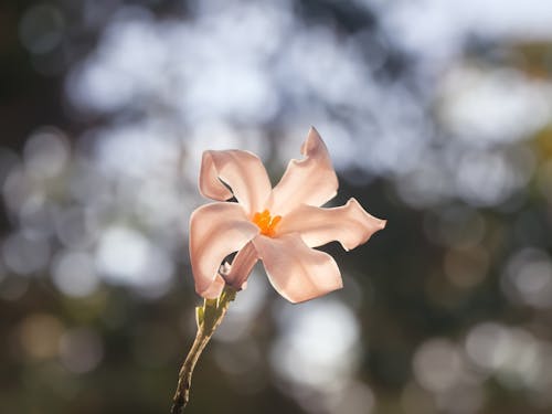 Kostnadsfri bild av blomma, blomning, ensam