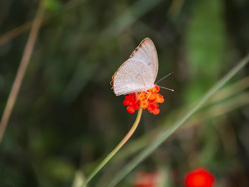 Foto d'estoc gratuïta de 1 papallona, a l'aire lliure, adult