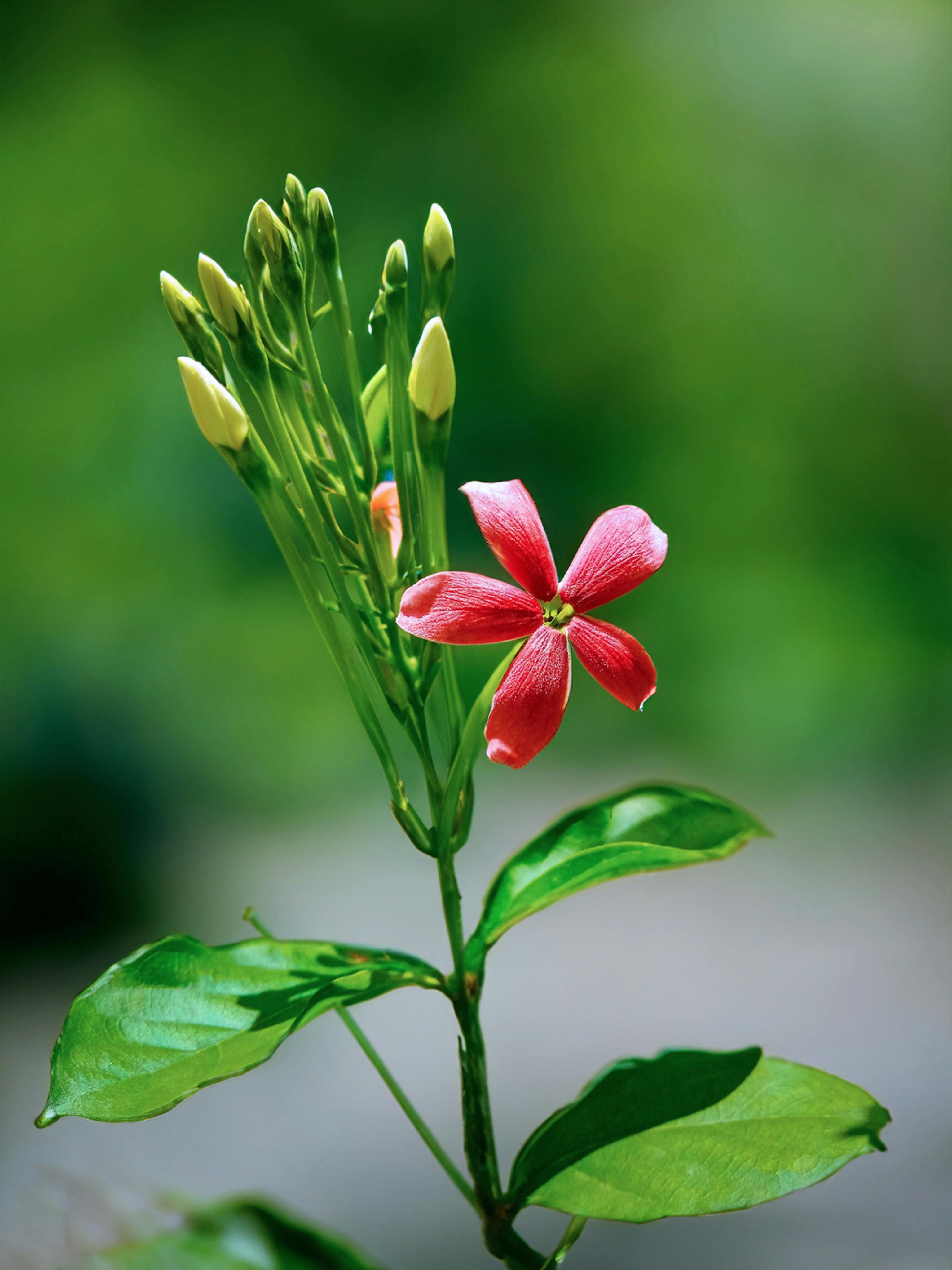 Flower Flower Identification Photos, Download The BEST Free Flower