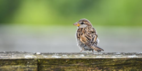 House Sparrow Perching on a Wooden Railing