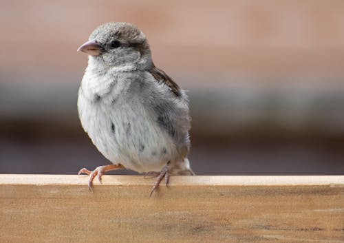 Sparrow on Wooden Plank