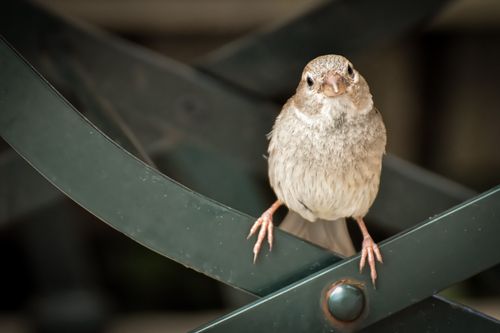 Free Close-up of a sparrow perched on an outdoor metal chair, looking directly at the camera. Stock Photo