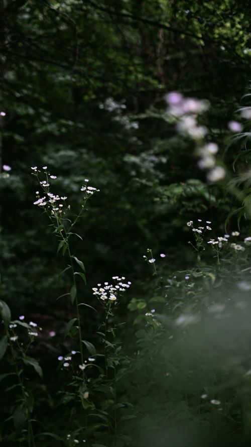 Free Delicate wildflowers bloom amidst lush greenery in a serene forest setting, capturing the essence of untouched nature. Stock Photo