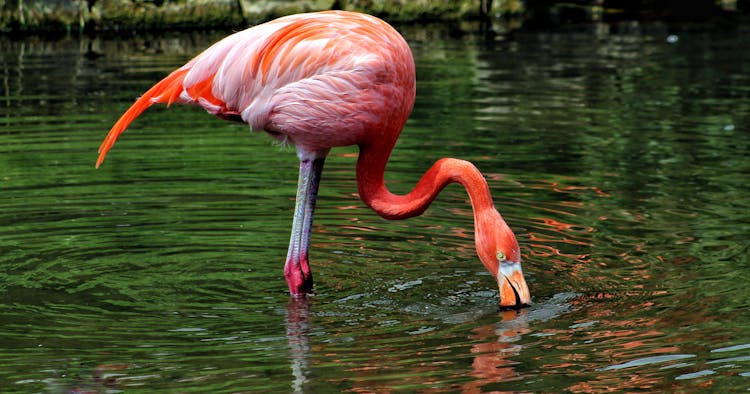 Flamingo Drinking Water