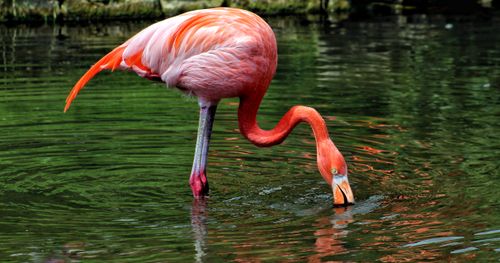 Free Close-up of a pink flamingo drinking from a calm body of water, capturing the essence of wildlife and nature. Stock Photo