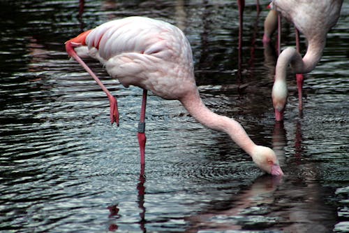 Ilmainen kuvapankkikuva tunnisteilla eläinkuvaus, flamingot, joki Kuvapankkikuva