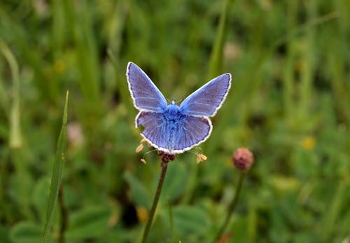 淺藍, 蝴蝶 的 免费素材图片