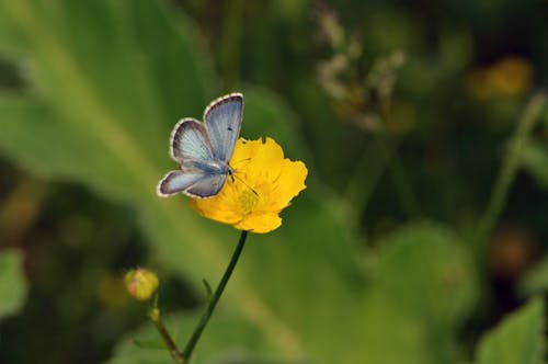 Бесплатное стоковое фото с бабочка, желтый, завод