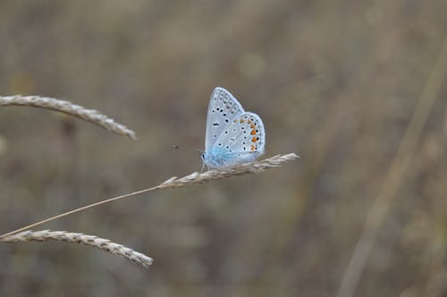 bezplatná Základová fotografie zdarma na téma chapmans blue, fotografie divoké přírody, hmyz Základová fotografie