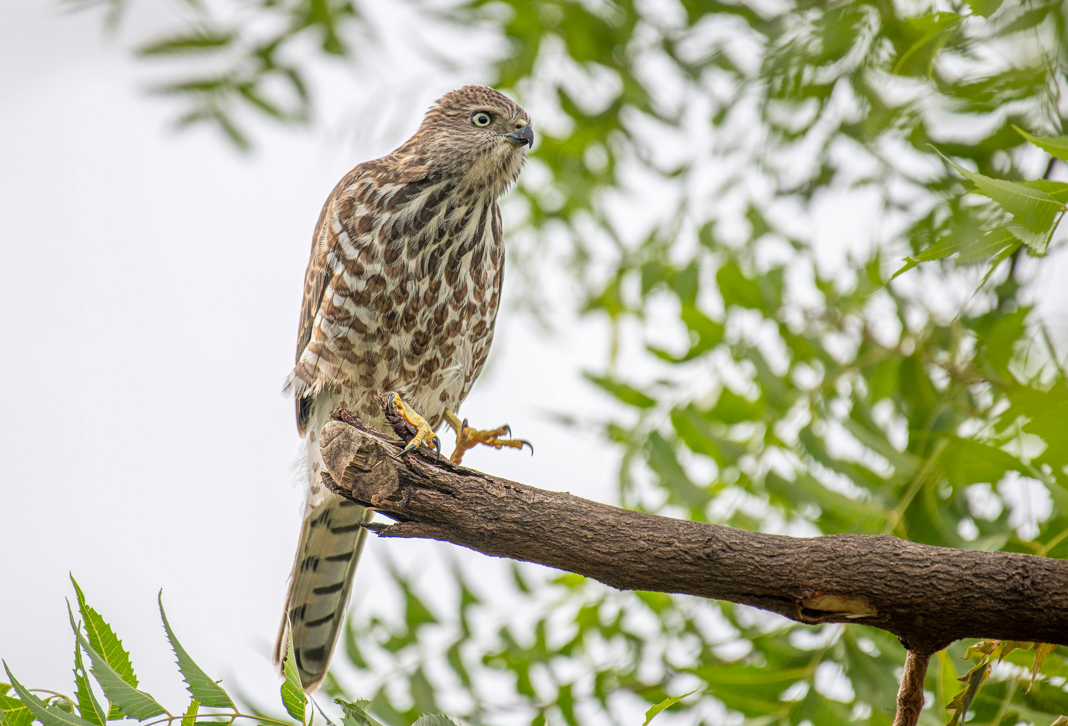 Hawk Trowel Photos, Download The BEST Free Hawk Trowel Stock Photos