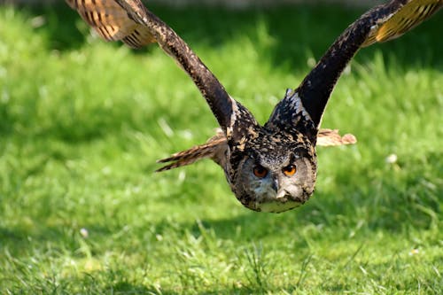 Close-Up Photo of a Flying Eurasian Eagle-Owl