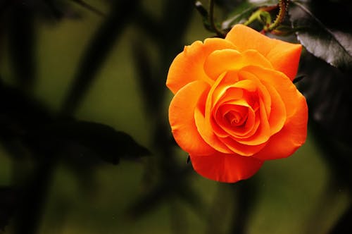 Close up of Orange Flower