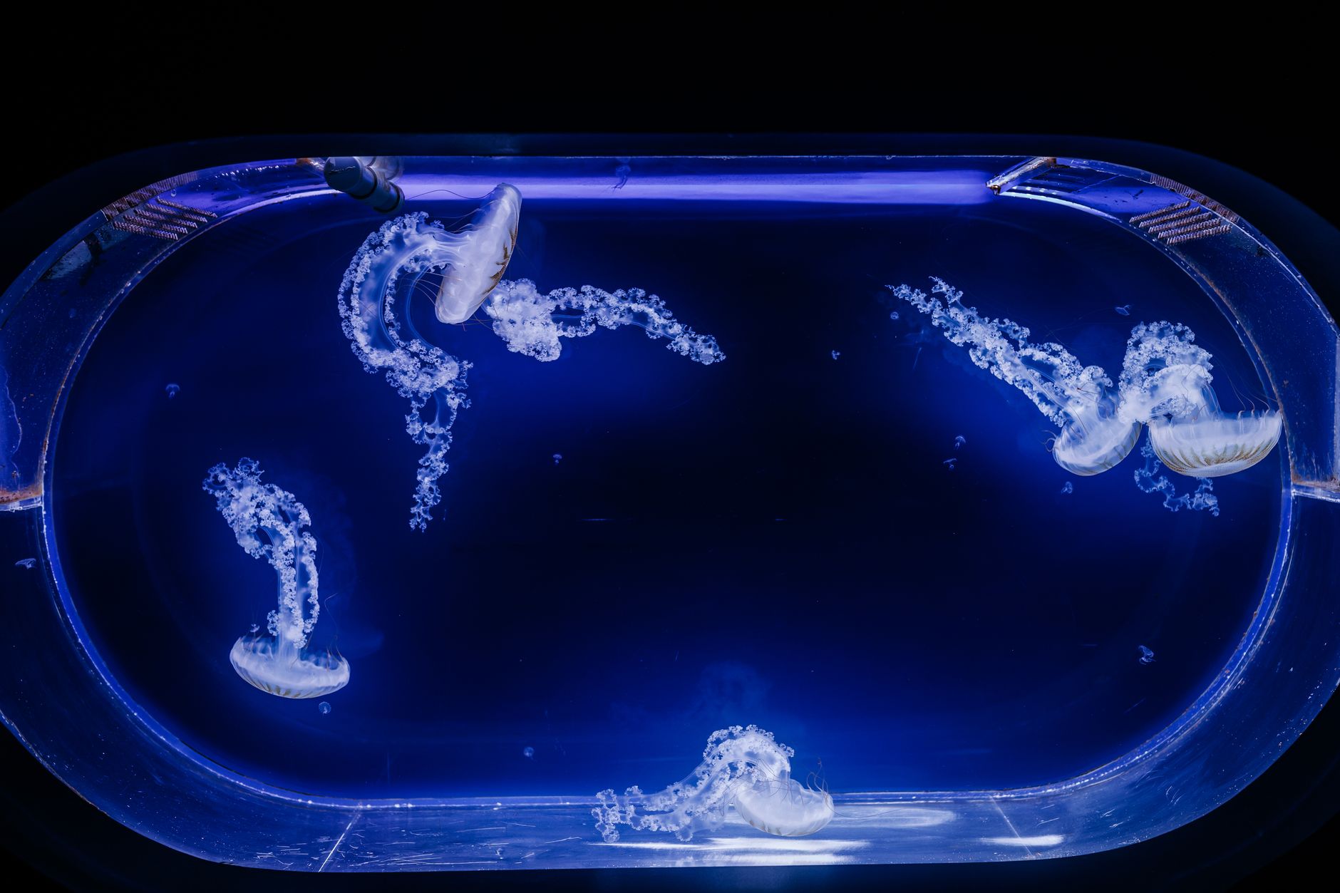 Medusa polyp colony underwater — Curiosidades