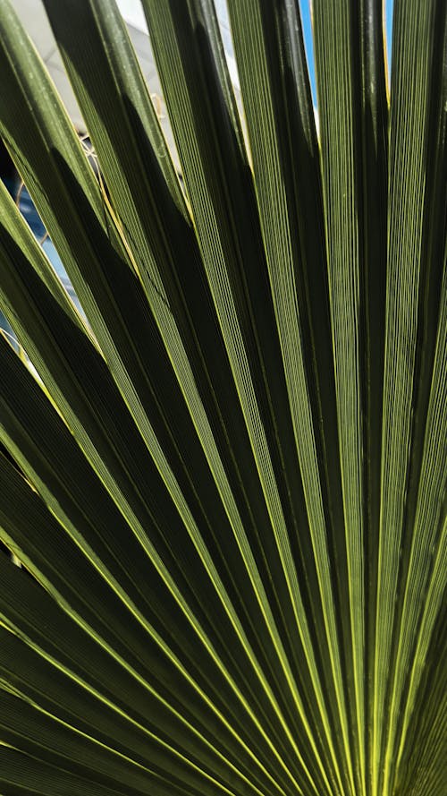 Leaf of Palm Tree