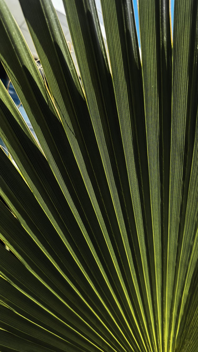 Leaf Of Palm Tree