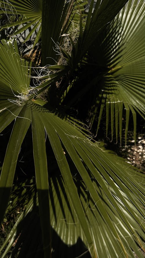 Kostnadsfri bild av löv, närbild, natur