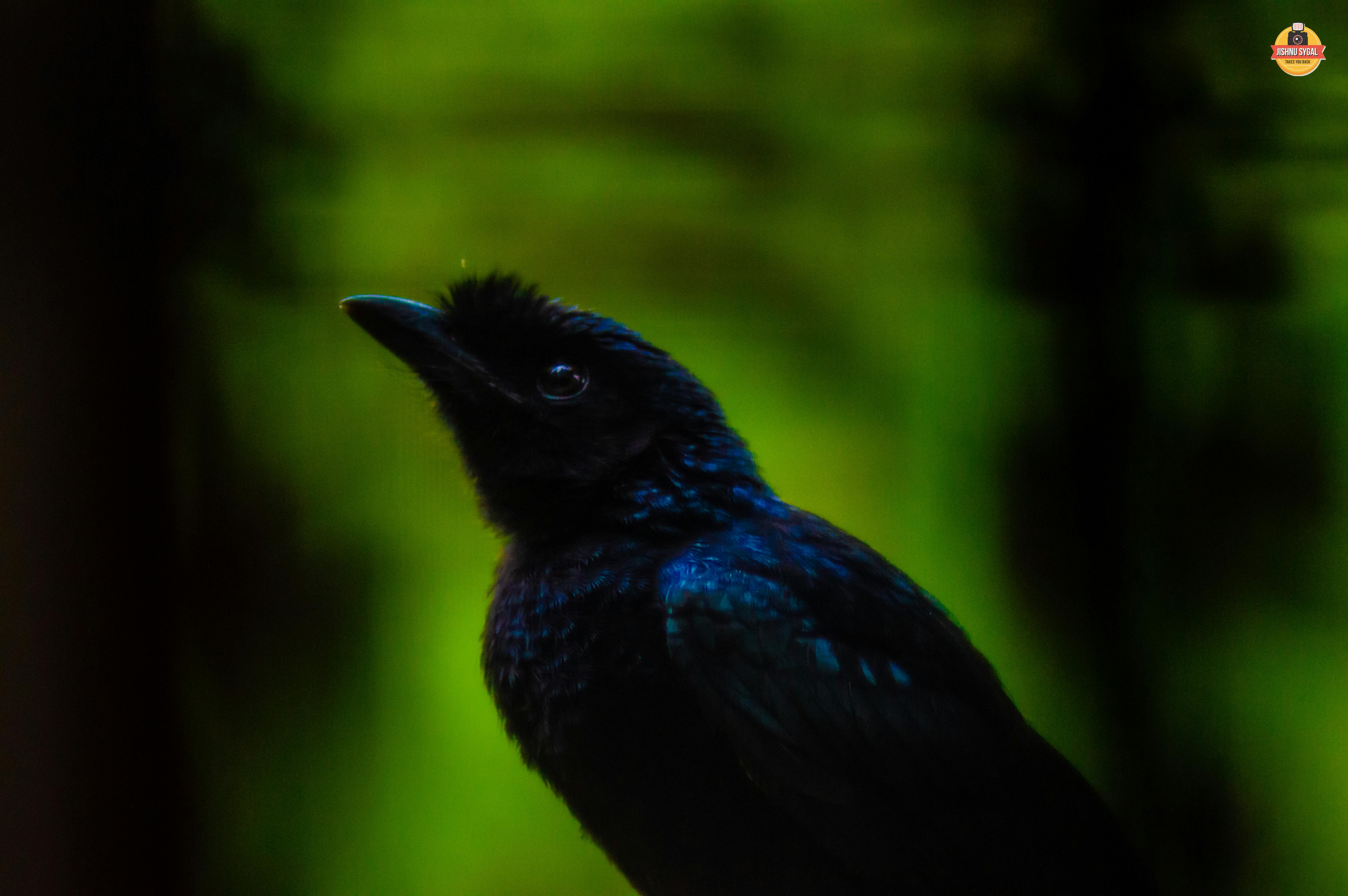 星図と星座を見つめる人