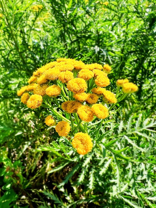 Fotos de stock gratuitas de abundancia floral, borroso, campo de flores silvestres