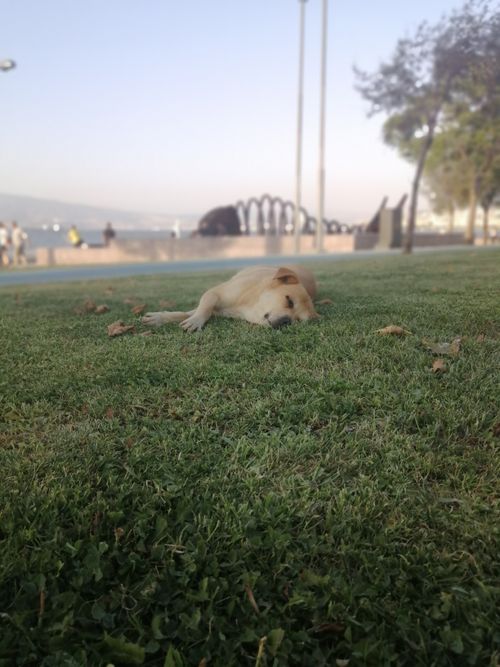 Free Sleeping dog Stock Photo