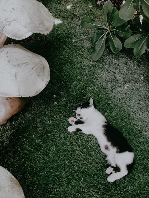 Foto profissional grátis de animais de estimação, deitado, descanso