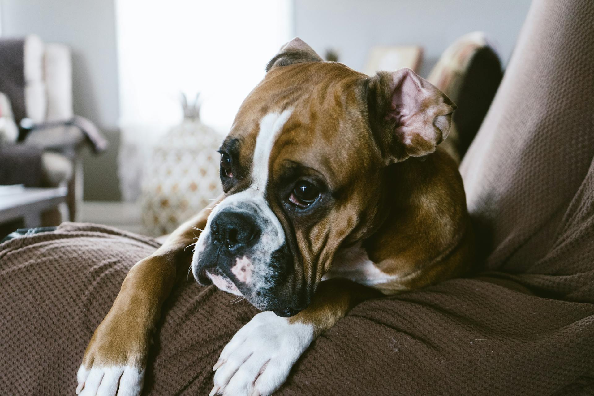 Fawn Boxer op de bank in de kamer