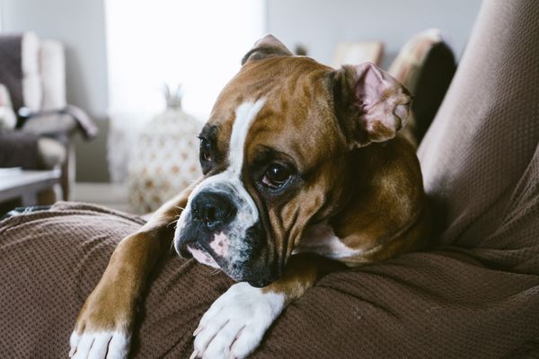 Boxer puppy - Loyalkukkapilla